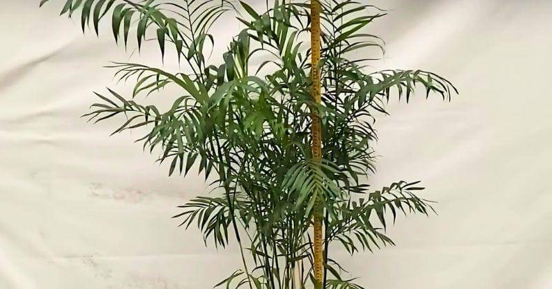 Youtube.com/conceptoverdeconcentradora7346